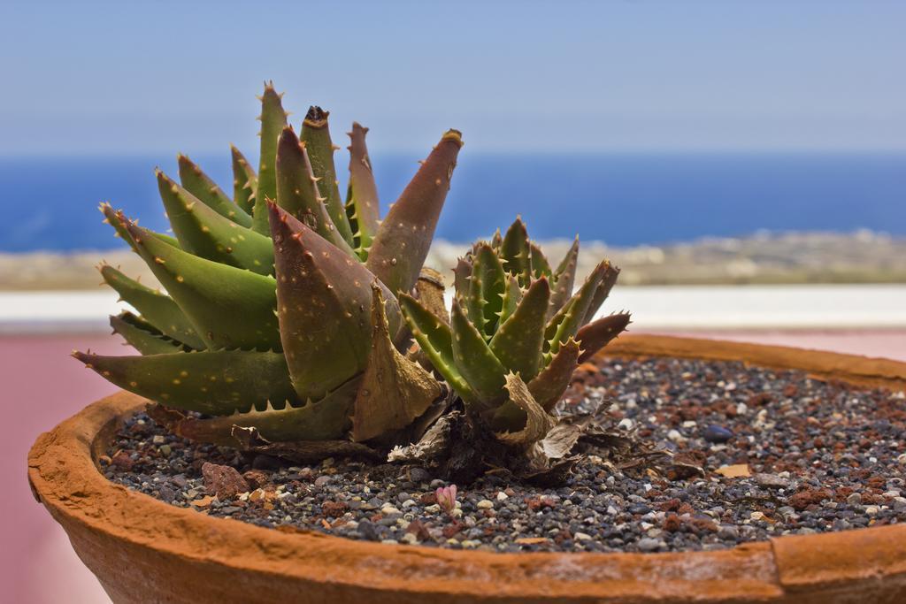 Nectarios Villa - Studios & Suites Adults Only Φηρά Δωμάτιο φωτογραφία
